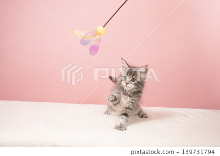 A Maine Coon kitten playing with a pink bag and a cat toy. 139731794