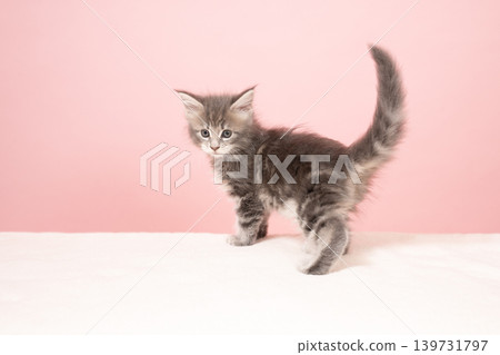 A Maine Coon kitten turns around against a pink background. A Maine Coon kitten turns around against a pink background. 139731797