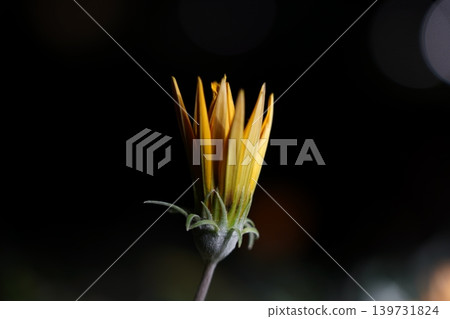 Unopened Gazania Flower Bud Close Up Photography Unopened Gazania Flower Bud Close Up Photography 139731824