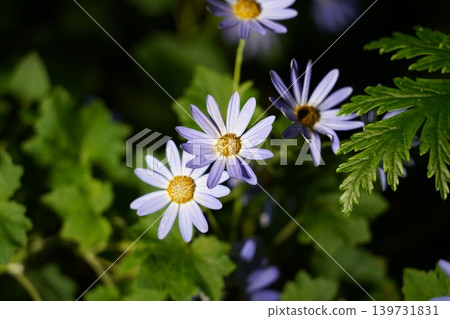 Felicia amelloides Blue Daisy Flowers Close Up Felicia amelloides Blue Daisy Flowers Close Up 139731831