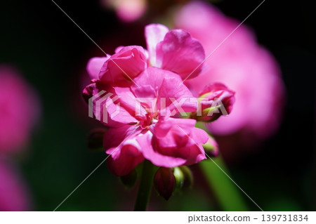 Close-up of a Beautiful Pink Geranium Flower 139731834