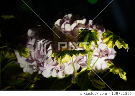 Beautiful Hydrangea Bloom in Dark Setting Beautiful Hydrangea Bloom in Dark Setting 139731835