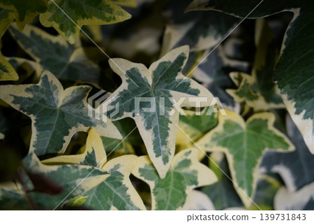 Variegated English Ivy Close Up Leaf Detail Hedera Helix Variegated English Ivy Close Up Leaf Detail Hedera Helix 139731843