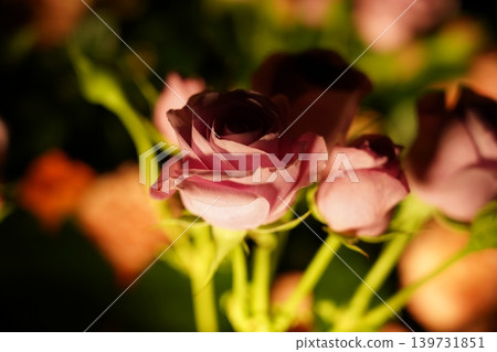 Beautiful Pink Roses Floral Arrangement Still Life 139731851