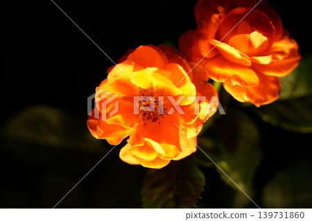 Orange Roses in Full Bloom Close Up 139731860