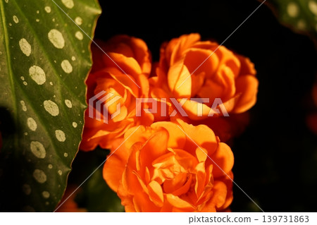 Orange Begonias with Spotted Leaf Close Up Orange Begonias with Spotted Leaf Close Up 139731863