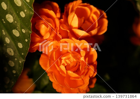 Orange Begonia Flowers and Begonia Maculata Leaf Close Up 139731864