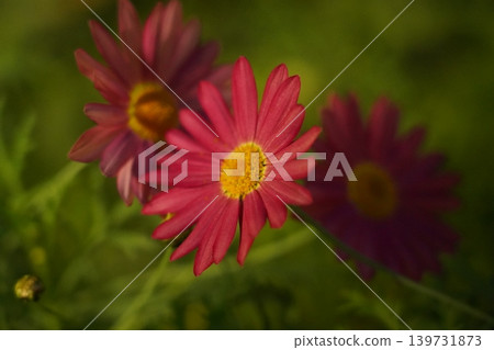 Close up of Blooming Argyranthemum Flowers Close up of Blooming Argyranthemum Flowers 139731873