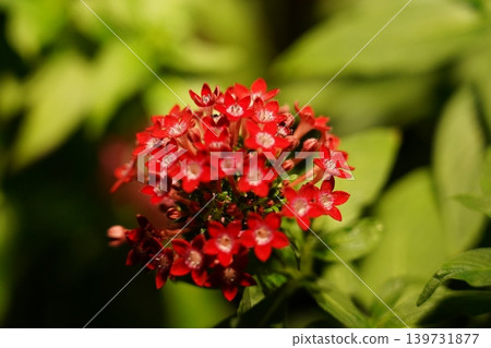 Bright Red Pentas Flowers in Bloom Close Up 139731877