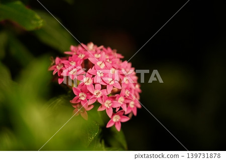 Beautiful Pink Pentas Flower Close Up Photography Beautiful Pink Pentas Flower Close Up Photography 139731878