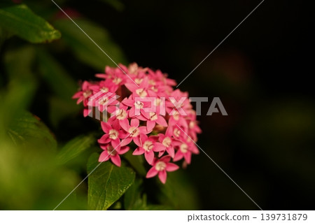Vibrant Pink Pentas Flower Close Up Photography Vibrant Pink Pentas Flower Close Up Photography 139731879