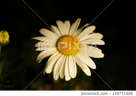 Close up of a Beautiful Daisy Flower in Bloom Close up of a Beautiful Daisy Flower in Bloom 139731886