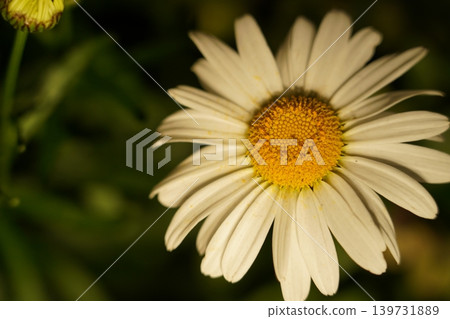 Beautiful Daisy Flower Macro Photography Close Up Beautiful Daisy Flower Macro Photography Close Up 139731889