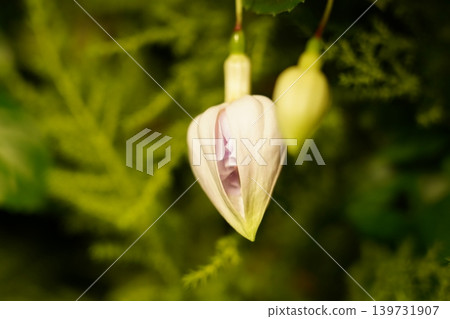 Elegant Fuchsia Flower Bud Close Up Macro Photography Elegant Fuchsia Flower Bud Close Up Macro Photography 139731907