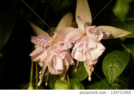 Elegant Fuchsia Flowers Close Up Elegant Fuchsia Flowers Close Up 139731908
