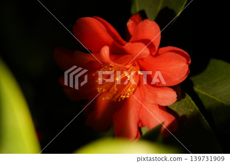 Beautiful Red Camellia Flower Blossom Close Up Beautiful Red Camellia Flower Blossom Close Up 139731909