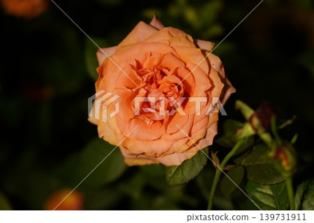 Peach Rose Flower Close Up Macro Photography Peach Rose Flower Close Up Macro Photography 139731911