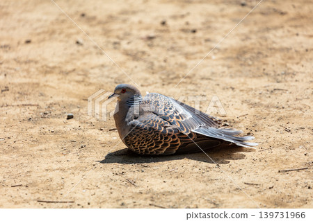 一隻斑鳩將自己的身體埋入土中 一隻斑鳩將自己的身體埋入土中 139731966