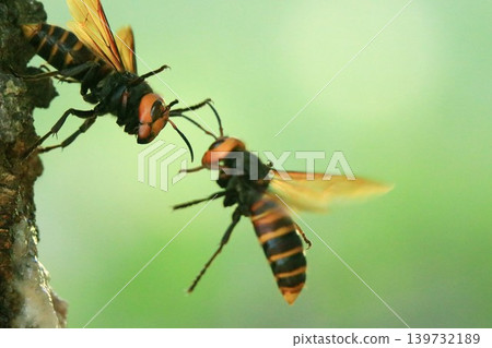 Giant hornet (queen bee) Giant hornet (queen bee) 139732189