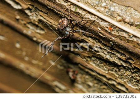 A jumping spider lurks, waiting for its prey. A jumping spider lurks, waiting for its prey. 139732302