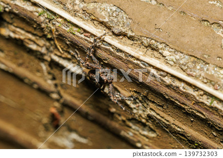 A jumping spider lurks, waiting for its prey. A jumping spider lurks, waiting for its prey. 139732303