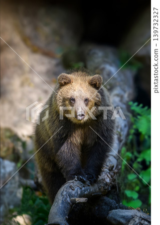 Baby cub wild Brown Bear (Ursus Arctos) on tree in the autumn fo Baby cub wild Brown Bear (Ursus Arctos) on tree in the autumn fo 139732327