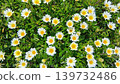 雜色菊的白花盛開在春天的花壇 139732486