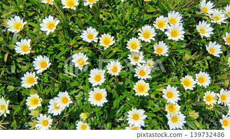 雜色菊的白花盛開在春天的花壇 139732486