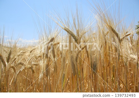 Wheat field near harvest Wheat field near harvest 139732493