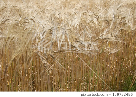 Wheat field near harvest Wheat field near harvest 139732496