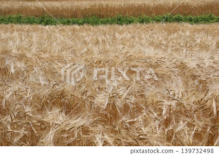 Wheat field near harvest Wheat field near harvest 139732498
