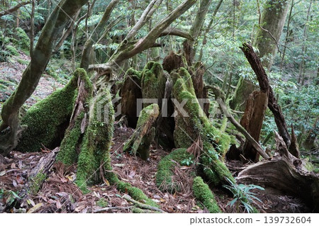 屋久島白谷雲水峽，茂密的屋久杉樹林立。 139732604