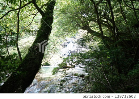 屋久島白谷雲水峽,茂密的屋久杉樹林立。 屋久島白谷雲水峽,茂密的屋久杉樹林立。 139732608