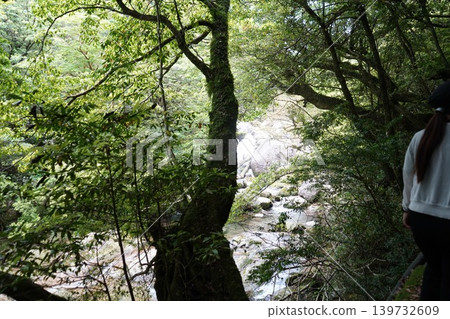 A landscape of densely packed Yakusugi cedar trees in Shiratani Unsuikyo Gorge on Yakushima Island. 139732609