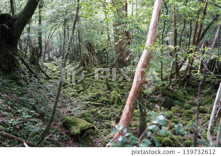 A landscape of densely packed Yakusugi cedar trees in Shiratani Unsuikyo Gorge on Yakushima Island. A landscape of densely packed Yakusugi cedar trees in Shiratani Unsuikyo Gorge on Yakushima Island. 139732612