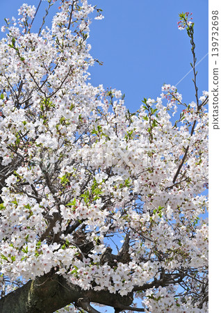 A Stroll Through Iwatsuki: The Cherry Blossoms at Ryumonji Temple (Soto Zen Buddhism) A Stroll Through Iwatsuki: The Cherry Blossoms at Ryumonji Temple (Soto Zen Buddhism) 139732698