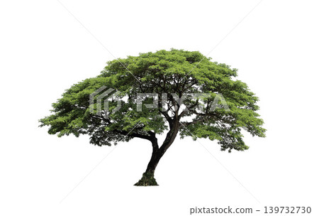 Isolated trees on white background. high qaulity tree on white background, full frame camera shoot for high resolution picture for both printing and web pages. Isolated trees on white background. high qaulity tree on white background, full frame camera shoot for high resolution picture for both printing and web pages. 139732730