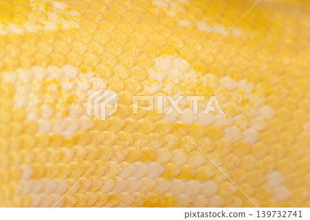 Beautiful yellow, bright snake skin, reptile skin texture, multicolored close-up as a background. Beautiful yellow, bright snake skin, reptile skin texture, multicolored close-up as a background. 139732741