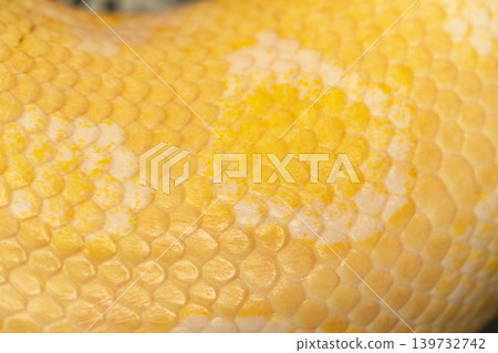 Beautiful yellow, bright snake skin, reptile skin texture, multicolored close-up as a background. Beautiful yellow, bright snake skin, reptile skin texture, multicolored close-up as a background. 139732742