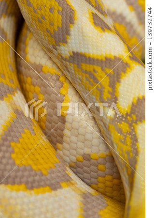 Beautiful yellow, bright snake skin, reptile skin texture, multicolored close-up as a background. Beautiful yellow, bright snake skin, reptile skin texture, multicolored close-up as a background. 139732744