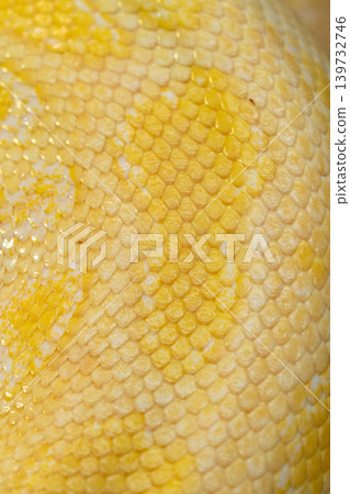 Beautiful yellow, bright snake skin, reptile skin texture, multicolored close-up as a background. Beautiful yellow, bright snake skin, reptile skin texture, multicolored close-up as a background. 139732746