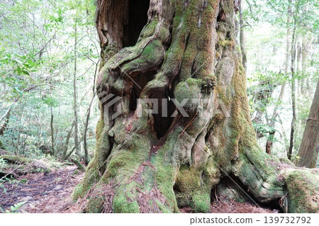 Landscapes of Yakusugi Land and the Buddha Cedar Landscapes of Yakusugi Land and the Buddha Cedar 139732792