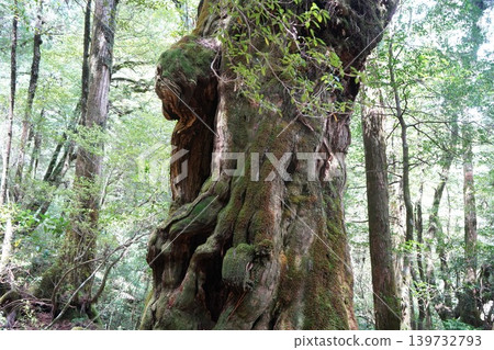Landscapes of Yakusugi Land and the Buddha Cedar Landscapes of Yakusugi Land and the Buddha Cedar 139732793