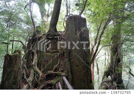 屋久杉之地的風景與佛杉 屋久杉之地的風景與佛杉 139732795