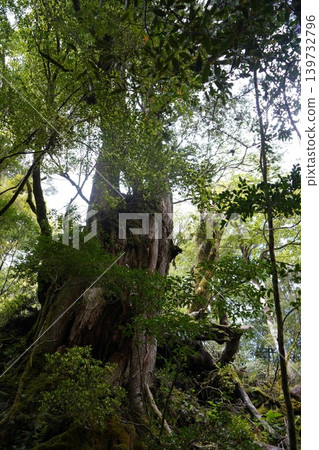 Landscapes of Yakusugi Land and the Buddha Cedar Landscapes of Yakusugi Land and the Buddha Cedar 139732796