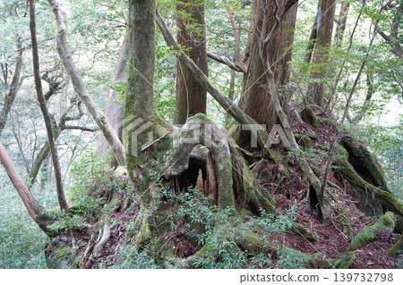 Landscapes of Yakusugi Land and the Buddha Cedar Landscapes of Yakusugi Land and the Buddha Cedar 139732798