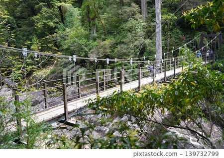 屋久杉之地的風景與佛杉 屋久杉之地的風景與佛杉 139732799