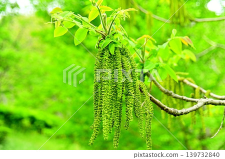 日本胡桃樹雄花的特寫。 日本胡桃樹雄花的特寫。 139732840