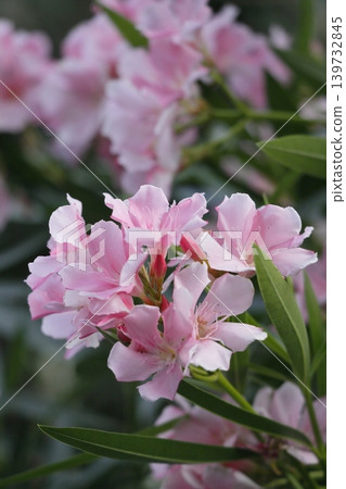 Flowers of pink lions Flowers of pink lions 139732845