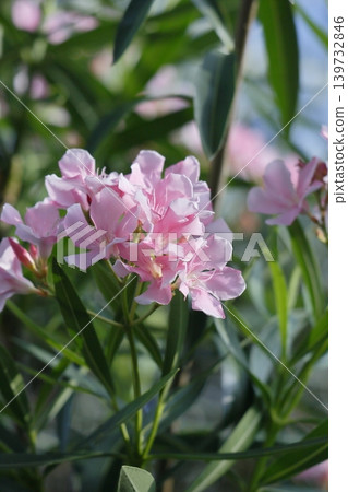 Flowers of pink lions Flowers of pink lions 139732846
